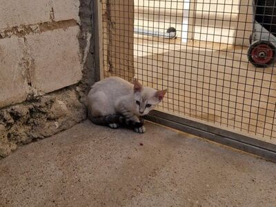 Mar (geb. April 26) - Siam-Mix, Siam-Mix - Katze