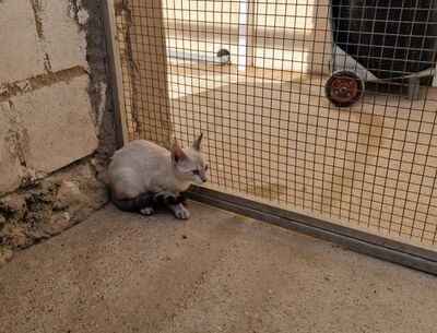 Mar (geb. April 26) - Siam-Mix, Siam-Mix - Katze