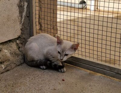 Mar (geb. April 26) - Siam-Mix, Siam-Mix - Katze
