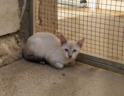 Mar (geb. April 26) - Siam-Mix, Siam-Mix - Katze