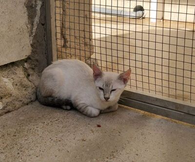 Mar (geb. April 26) - Siam-Mix, Siam-Mix - Katze