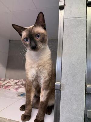 Marc (geb. Juli 2025) - Siam-Mix, Siam-Mix - Kater