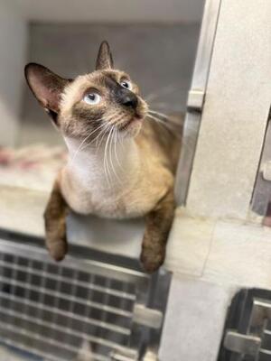 Marc (geb. Juli 2025) - Siam-Mix, Siam-Mix - Kater