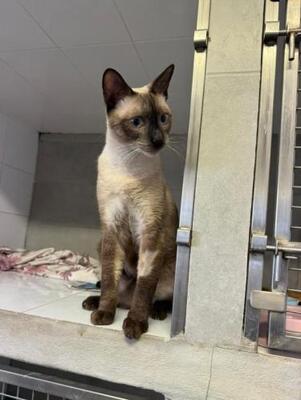 Marc (geb. Juli 2025) - Siam-Mix, Siam-Mix - Kater