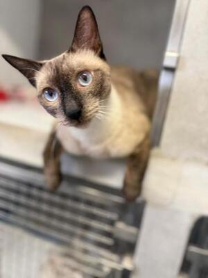 Marc (geb. Juli 2025) - Siam-Mix, Siam-Mix - Kater