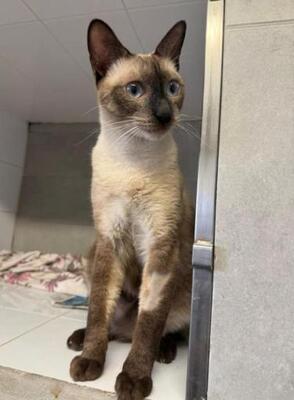 Marc (geb. Juli 2025) - Siam-Mix, Siam-Mix - Kater