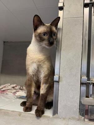 Marc (geb. Juli 2025) - Siam-Mix, Siam-Mix - Kater