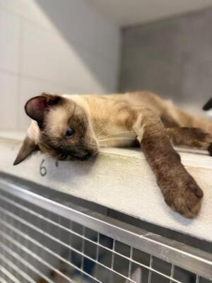 Marc (geb. Juli 2025) - Siam-Mix, Siam-Mix - Kater