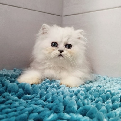 Marie, Chinchilla-Perser - Katze