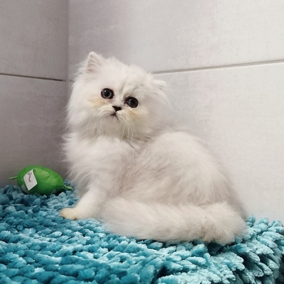 Marie, Chinchilla-Perser - Katze