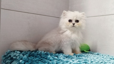 Marie, Chinchilla-Perser - Katze