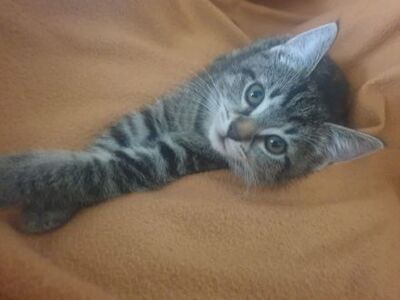 Marie, Ekh Jungtier - Katze 1
