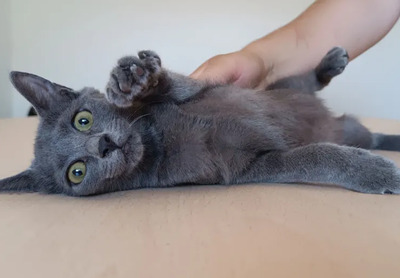 Marie - lustiges und rühriges Katzenmädel, Russisch Blau Jungtier - Katze 1