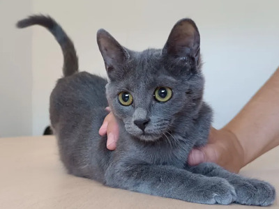 Marie - lustiges und rühriges Katzenmädel, Russisch Blau Jungtier - Katze