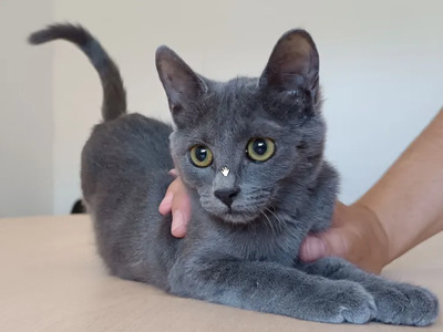 Marie - lustiges und rühriges Katzenmädel, Russisch Blau Jungtier - Katze