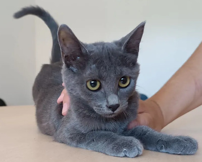 Marie - lustiges und rühriges Katzenmädel, Russisch Blau Jungtier - Katze