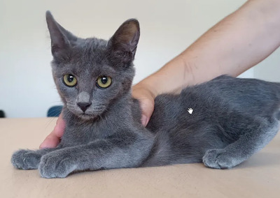 Marie - lustiges und rühriges Katzenmädel, Russisch Blau Jungtier - Katze