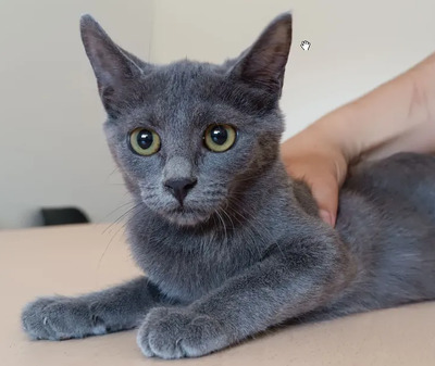 Marie - lustiges und rühriges Katzenmädel, Russisch Blau Jungtier - Katze