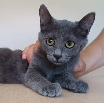 Marie - lustiges und rühriges Katzenmädel, Russisch Blau Jungtier - Katze