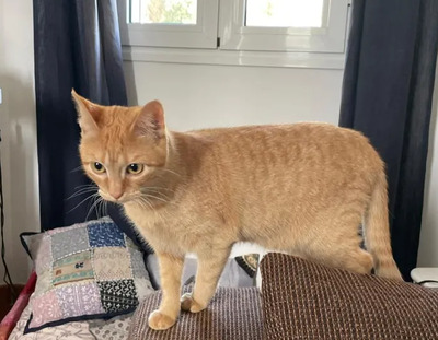 Marie - süßes Mädchen, gemeinsam mit Nelly, EKH Jungtier - Katze