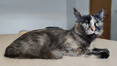 Marimba - braucht Gatino