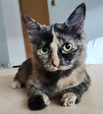 Marimba - braucht Gatino, Norwegische Waldkatze-Mix Jungtier - Katze