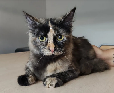 Marimba - braucht Gatino, Norwegische Waldkatze-Mix Jungtier - Katze