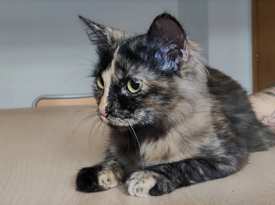 Marimba - braucht Gatino, Norwegische Waldkatze-Mix Jungtier - Katze