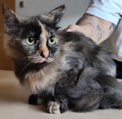 Marimba - braucht Gatino, Norwegische Waldkatze-Mix Jungtier - Katze