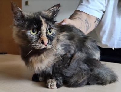 Marimba - braucht Gatino, Norwegische Waldkatze-Mix Jungtier - Katze