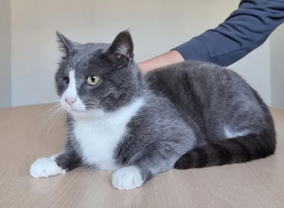 Marino - toller Kater liebt seine Siesta im Bett, Britisch Kurzhaar – EKH -Mix - Kater