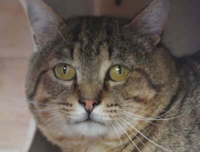 Mario, Europäisch Kurzhaar - Kater