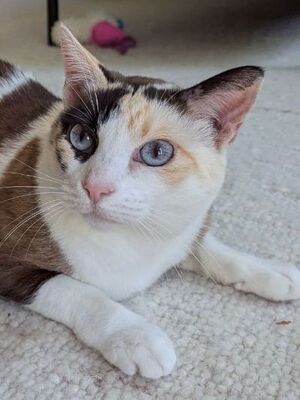 Marisol, Europäisch Kurzhaar - Katze
