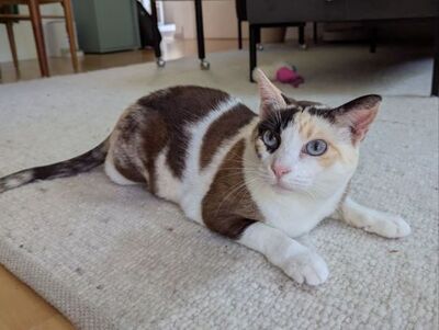 Marisol, Europäisch Kurzhaar - Katze