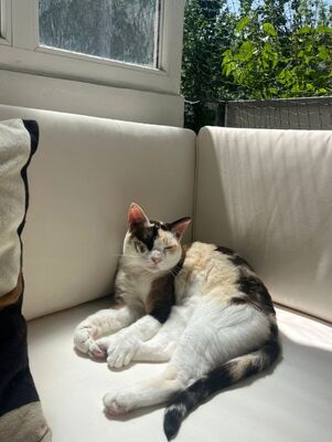 Marisol, Europäisch Kurzhaar - Katze