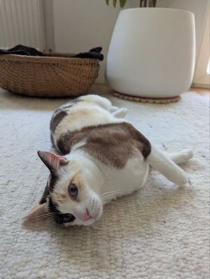 Marisol, Europäisch Kurzhaar - Katze