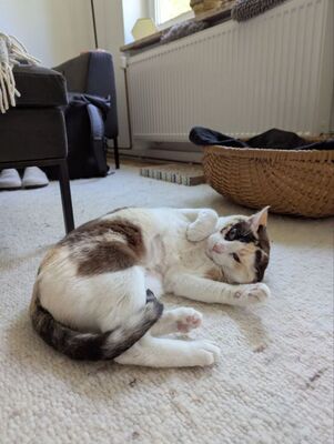 Marisol, Europäisch Kurzhaar - Katze