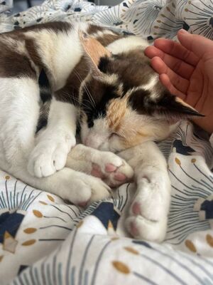 Marisol, Europäisch Kurzhaar - Katze