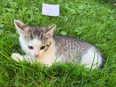 Marlene, Hauskatze Jungtier - Katze 1