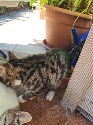 Mars, Bauernhofkatze Jungtier - Kater 1