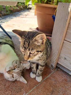 Mars, Bauernhofkatze Jungtier - Kater