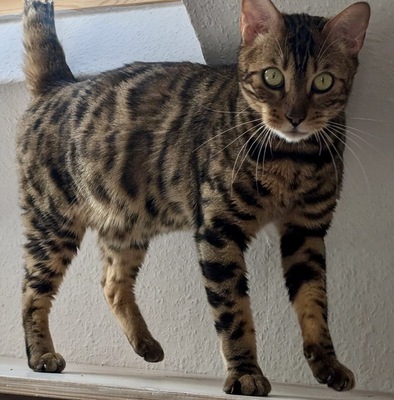 Mars, Bengalkatze - Kater