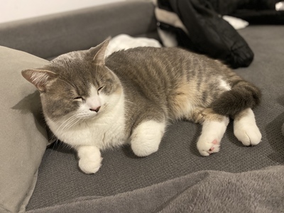 Marshmallow, BKH - Kater