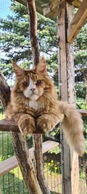 Marshmallow Fluff, Maine Coon - Kater