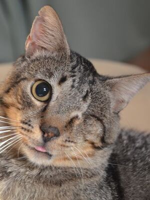 Martin, Europäisch Kurzhaar - Kater