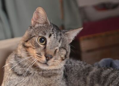 Martin, Europäisch Kurzhaar - Kater