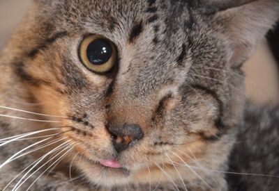 Martin, Europäisch Kurzhaar - Kater