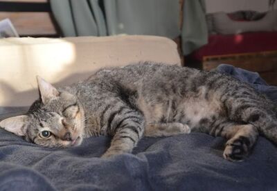 Martin, Europäisch Kurzhaar - Kater
