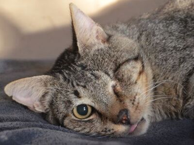 Martin, Europäisch Kurzhaar - Kater