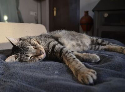 Martin, Europäisch Kurzhaar - Kater
